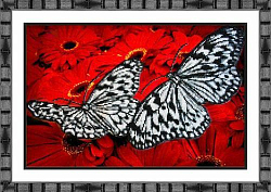 Б1413 Набор для вышивания бисером 'Паутинка' 'Бабочки на красном', 36*25 см