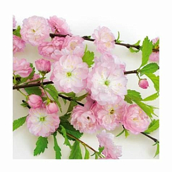 SDL863000 Салфетка бумажная 33*33 см (3 слоя, 20 шт в уп) Flowering almond