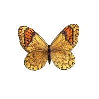 926697 Термоаппликация Бабочка желтый Prym