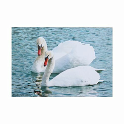 РТ130068 Папертоль 'Белые лебеди', 19*14 см