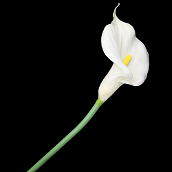HY125-56011B Цветок искусственный 'Калла'