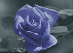 1007 Мозаика Cristal 'Волшебная роза', 50*50 см